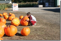 pumpkin-patch-008