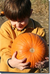 pumpkin-patch-230
