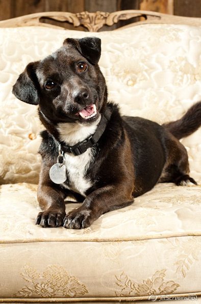 family dogs new shelter our guster my scraps family dogs new shelter our guster my scraps