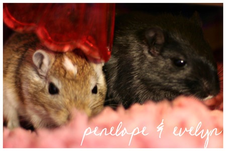 gerbils